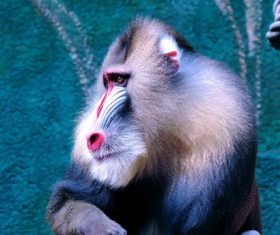 Stock Photo Mandrill