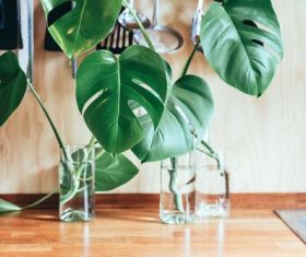 Stock Photo Monstera ceriman plant close-up on the table