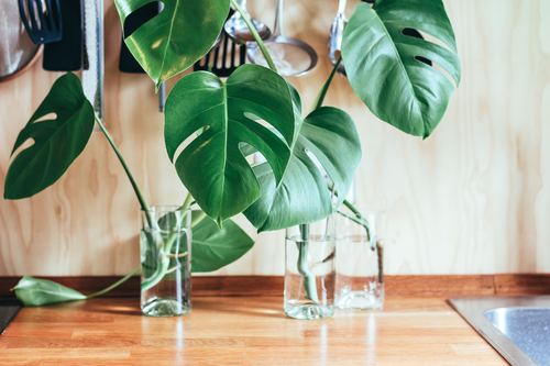 Stock Photo Monstera ceriman plant close-up on the table