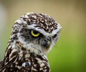 Stock Photo Owl close-up