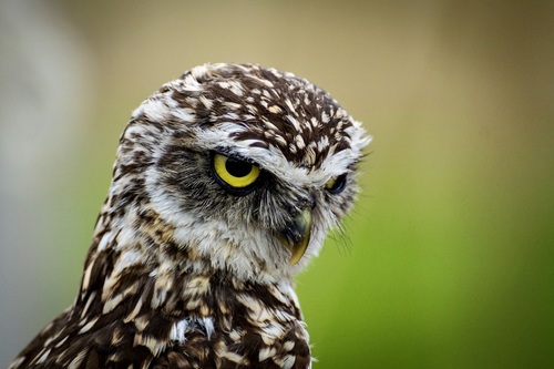 Stock Photo Owl close-up