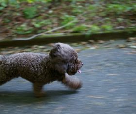 Stock Photo Running cute puppy