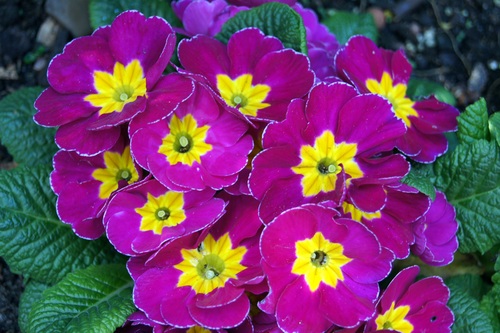 Stock Photo Splendid purple primrose