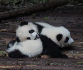 Stock Photo Two cute panda babies