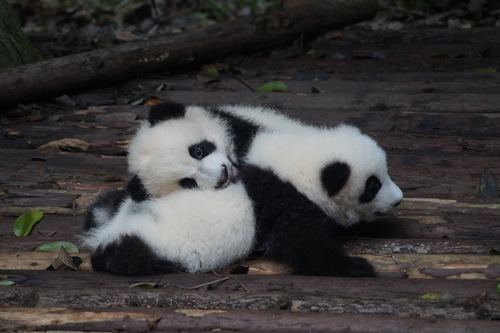 Stock Photo Two cute panda babies