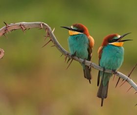 Stock Photo Two hummingbirds standing on branch