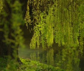 Stock Photo Weeping willow by the river 03