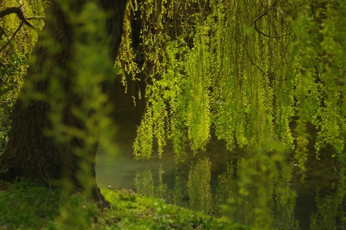 Stock Photo Weeping willow by the river 03