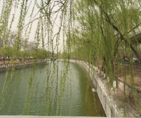 Stock Photo Weeping willow by the river 04