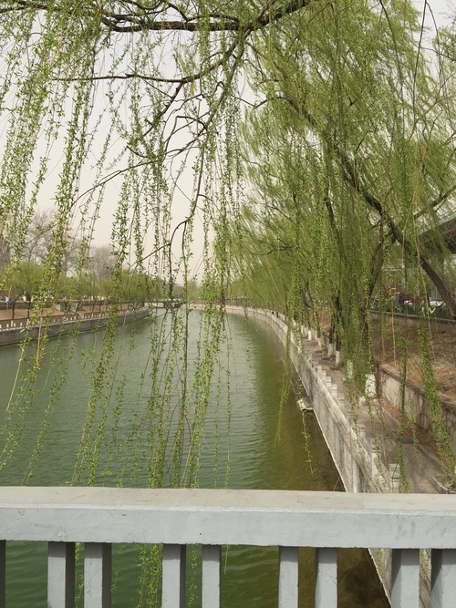Stock Photo Weeping willow by the river 04