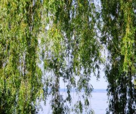 Stock Photo Weeping willow by the river 05