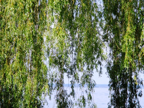 Stock Photo Weeping willow by the river 05
