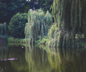 Stock Photo Weeping willow by the river 06