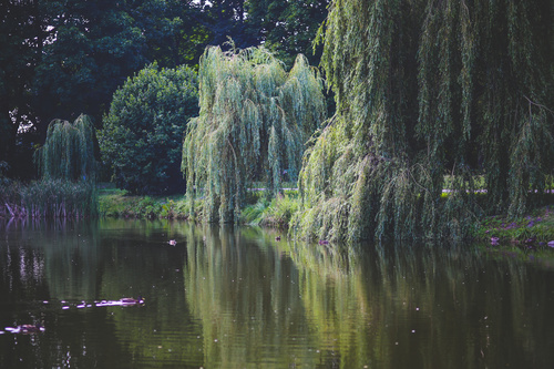 Stock Photo Weeping willow by the river 06