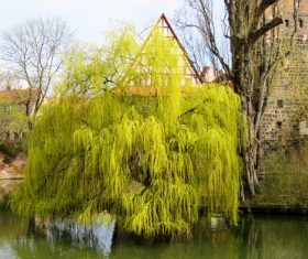 Stock Photo Weeping willow by the river 07