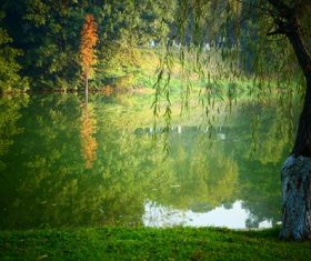 Stock Photo Weeping willow by the river 08