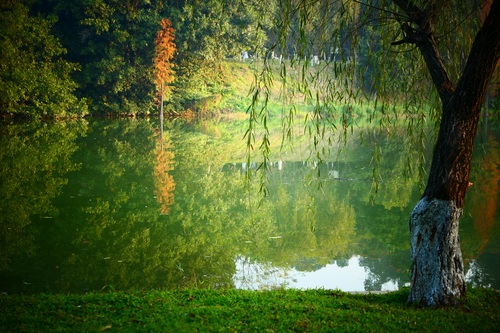 Stock Photo Weeping willow by the river 08