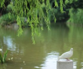 Stock Photo Weeping willows and pigeons by the river
