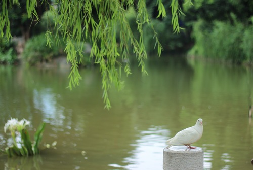 Stock Photo Weeping willows and pigeons by the river