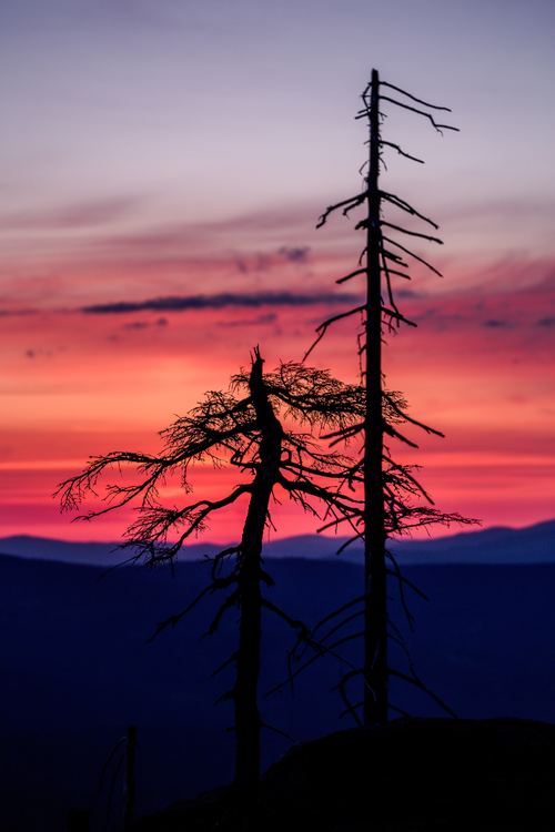 Stock Photo Withered tree and sunset red clouds