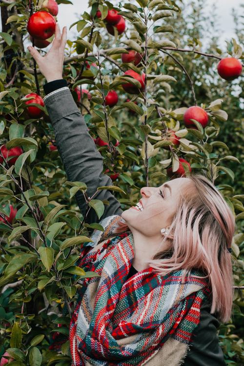 Stock Photo Woman picking apple
