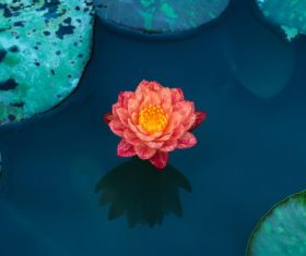 Stock Photo a beautiful lotus flower in the pond