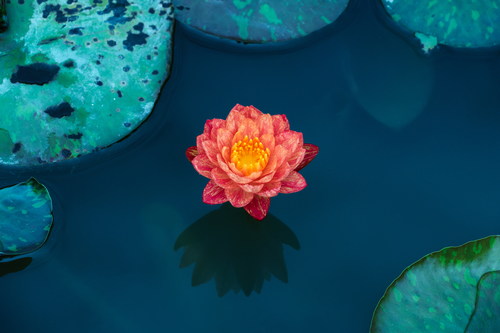 Stock Photo a beautiful lotus flower in the pond