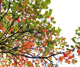 Summer and autumn branch leaves theme photography Stock Photo
