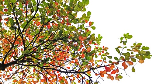 Summer and autumn branch leaves theme photography Stock Photo