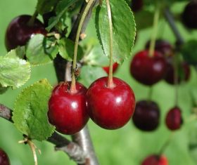 Sweet cherries on the branches Stock Photo 01