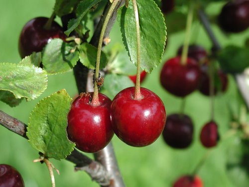 Sweet cherries on the branches Stock Photo 01