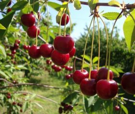 Sweet cherries on the branches Stock Photo 02