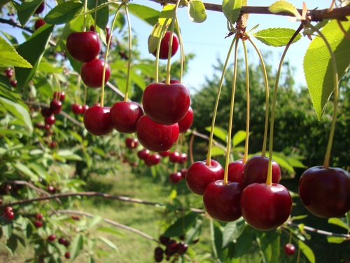 Sweet cherries on the branches Stock Photo 02