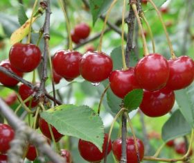 Sweet cherries on the branches Stock Photo 03
