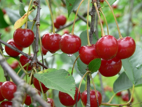 Sweet cherries on the branches Stock Photo 03