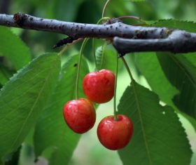 Sweet cherries on the branches Stock Photo 04