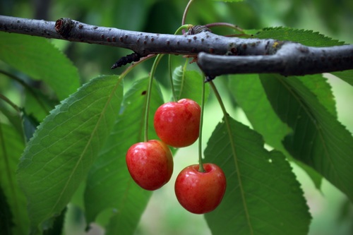 Sweet cherries on the branches Stock Photo 04