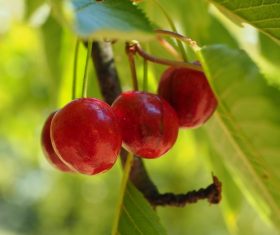 Sweet cherries on the branches Stock Photo 05