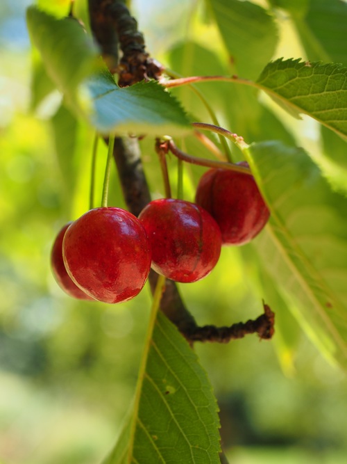 Sweet cherries on the branches Stock Photo 05