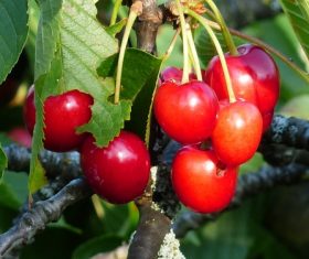 Sweet cherries on the branches Stock Photo 06