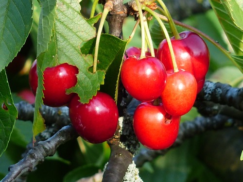 Sweet cherries on the branches Stock Photo 06