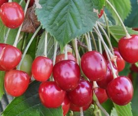 Sweet cherries on the branches Stock Photo 07