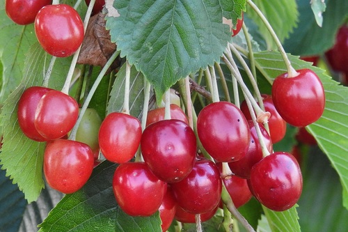 Sweet cherries on the branches Stock Photo 07