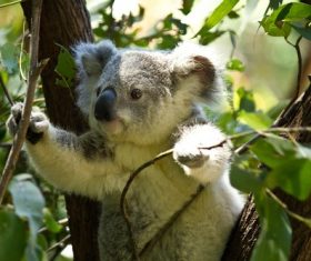 Sweet-tempered koala Stock Photo 01