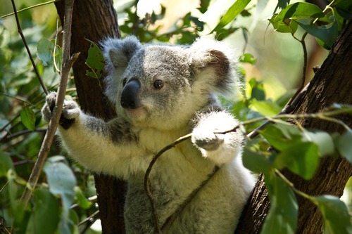 Sweet-tempered koala Stock Photo 01