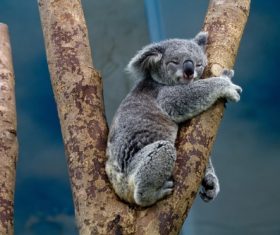 Sweet-tempered koala Stock Photo 02