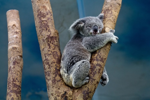 Sweet-tempered koala Stock Photo 02
