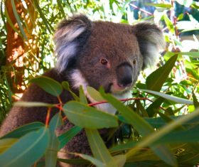 Sweet-tempered koala Stock Photo 03