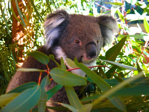 Sweet-tempered koala Stock Photo 03