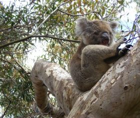 Sweet-tempered koala Stock Photo 04